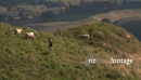 Runner Past Sheep 2 1690